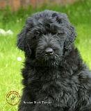 Russian Black Terrier9T091D-030
